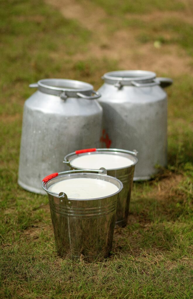 buffalo milk in chennai